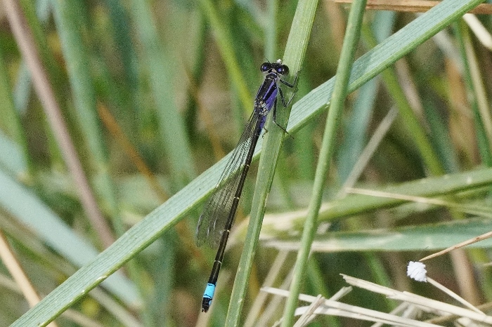 Ischnura elegans ?   S